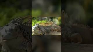 🦎Eran conocidos🦎animals faunasalvaje especies naturaleza iguana [upl. by Uaeb964]