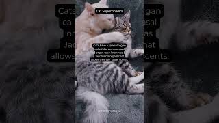 Cats VomeronasalOrgan JacobsonsOrgan Scent Superpower AnimalFacts InterestingFacts Shorts [upl. by Grayce]