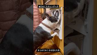 日めくりカレンダー犬 まとめめくり覚えやがったボストンテリア [upl. by Femi]