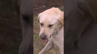 Feeding Aggressive Lab Is Impossible  dogwhisperer shorts cesarmillanaggressive [upl. by Ellehs]