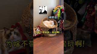 【安生的爸爸】假如我家寵物有個群聊？原來我在我家貓眼裏是這樣的？抖音群聊有點東西 萌寵出道計劃 shorts [upl. by Burd196]