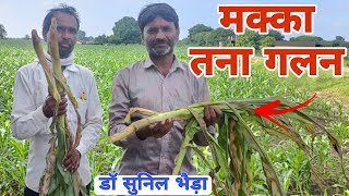 मक्का बैक्टिरियल तना गलन  तने से आ रही बदबू। Bacterial Stalk Rot of Maize drsunilbhaira [upl. by Nonie39]