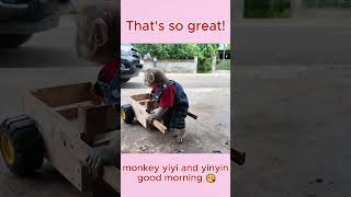 monkey yiyi and yinyin good morning [upl. by Zebulen]