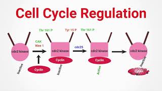 Cell Cycle RegulationcdkCyclinsPart 2LifesciencesCSIR NETCSIRathome [upl. by Regnij]