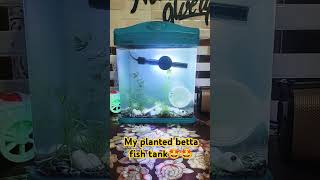 My planted betta fish tank🤩🤩 aquarium tankcleaner fish fighterfish bettafish plantedtank fish [upl. by Pinkerton]