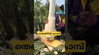 തെങ്ങിൻ കൂമ്പ് heart of plam malayalam shorts [upl. by Serge]