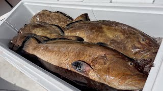 Grouper Opener  Commercial Spearfishing  Ocean To Market [upl. by Tiler270]