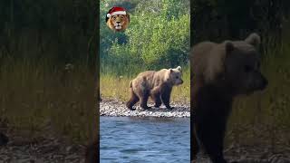 A young Bear at the side of the river in Alaska  Animal Deep Dive Story [upl. by Stark]