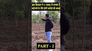 करोड़ो की कमाई महोगनी की खेती से  Mahogany Tree Farming In India  PART 2 [upl. by Debo82]