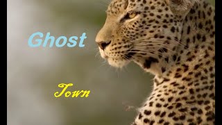 Panthera pardus  Leopards Tribute  Ghost Town [upl. by Peednus]