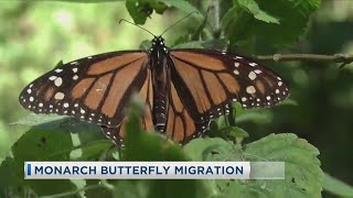 Monarch Butterfly Migration [upl. by Enelyam]