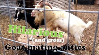 Funny Mating Antics of Goats [upl. by Tamarra]