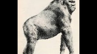 Gigantopithecus blacki Extinct Giant Ape Largest Primate to Walk the Earth [upl. by Kerge]