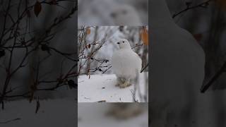 willow ptarmigan Lagopus lagopus [upl. by Alliber]