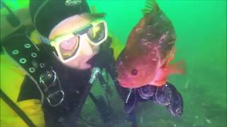 Diving Menai Straits 2017 [upl. by Eula]