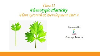 Phenotypic Plasticity  Heterophylly  Plant Growth and Development  Biology Class 11NEET [upl. by Darwin]