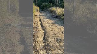 California man records extremely close encounter with mountain lion [upl. by Llerraj192]