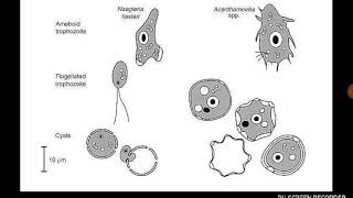 Acanthamoeba [upl. by Locklin]