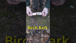 Survival Skills Making a Sheath from Birch Bark [upl. by March]