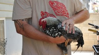 How to stop a rooster from crowing  the No Crow Velcro Collar [upl. by Nemzaj]