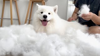 Brushing a samoyed for 3 hours straight [upl. by Llebanna]