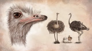 Drawing ostriches for creature design and nature inspiration [upl. by Lysander]