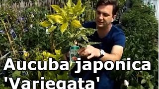 Aucuba japonica Variegata  Előnevelt Tarkalevelű babérsom [upl. by Zebadiah]