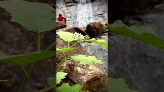 A secret waterfallat kalahandim rampurmukhipata music oldisgold waterfall odisha ringtone [upl. by Nasaj]