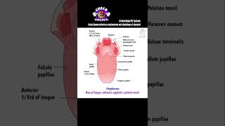 Anatomy of Pharynx  Read more Link in description  Dr Rahul Bagla Teaching ENT [upl. by Aimil895]