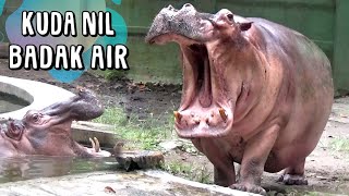 Kuda nil atau badak air Hippopotamus amphibius [upl. by Gae]