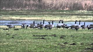 Gänse am Hücker MoorKurzvideo [upl. by Nevlin]