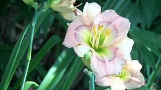 hybridizing daylilies at Gardens Plus [upl. by Enilegna998]