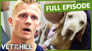 Heartbreaking Elderly Dog Cant Breathe 💔 S3 Ep2  Vet On The Hill [upl. by Anec]