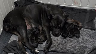 Cane Corso Puppies 4 Days Old [upl. by Anaihsat]