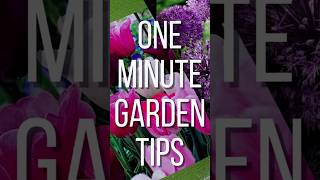 Planting 200 Tulips🌷🌷🌷Garden Entity gardenentity tulipbulbs planting shortsvideo shorts [upl. by Pietro158]