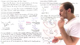 Stage 2 of Glycolysis Steps 45 [upl. by Ajet]