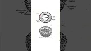 Colloidal drug delivery systems  liposomes [upl. by Sabba]