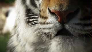 The Wildcat Sanctuary No More Wild Pets  tiger exotic pet PSA [upl. by Ydisahc]