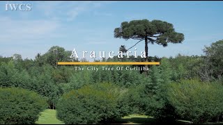 Araucaria  The City Tree Of Curitiba [upl. by Akkahs877]