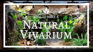 How to build a Natural Vivarium From Scratch [upl. by Fairweather951]