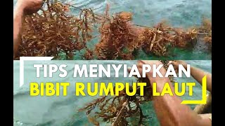 CARA MENYIAPKAN BIBIT RUMPUT LAUT  CATTONI [upl. by Zielsdorf]