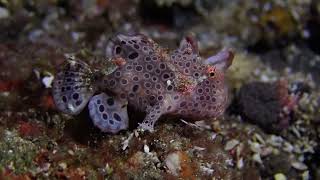 Cute 20mm warty frogfish at Tulamben Bali Indonesia December 2023 [upl. by Yrbua]