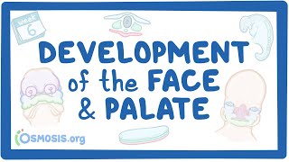 Development of the Face and Palate [upl. by Diannne]