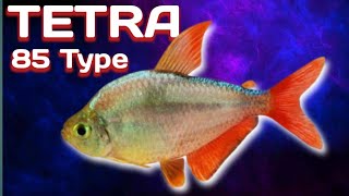 85 Amazing Type of Tetra spaces A to Z commen and Rare Tetras [upl. by Walling]