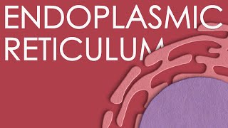 Endoplasmic reticulum structure and function [upl. by Cutcheon810]