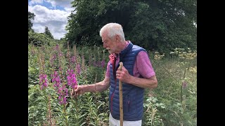 Rosebay Willowherb with John Feehan in July Wildflowers of Offaly series [upl. by Adnarrim]