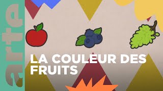 Doù vient la couleur des fruits   Vos questions 💡  ARTE Family [upl. by Ahsienor632]