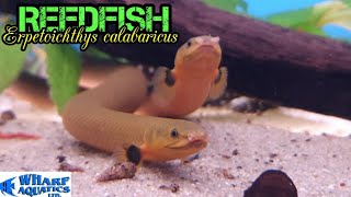 Reedfish  Erpetoichthys calabaricus [upl. by Isis939]