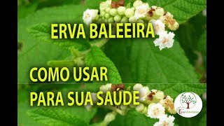 Erva Baleeira Horta Medicinal Cordia verbenacea  Plantar em Casa [upl. by Emanuel487]