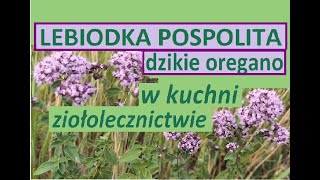 Oregano  lebiodka pospolita  właściwości zastosowanie [upl. by Annawal]